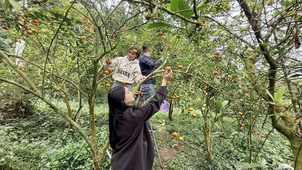 Vườn Cam thôn Bản Roọc xã Mẫu Sơn vào mùa sai trĩu quả, địa điểm check in thu hút khách tham quan ngày nghỉ lễ