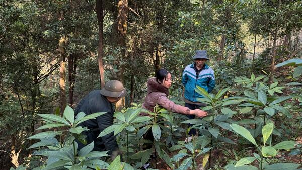 UBND XÃ MẪU SƠN KIỂM TRA CÂY DƯỢC LIỆU DƯỚI TÁN RỪNG TẠI THÔN NÀ MÒ