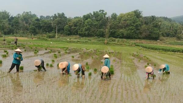 CHI HỘI PHỤ NỮ THÔN BẢN LUỒNG CHUNG TAY HỖ TRỢ HỘI VIÊN CẤY LÚA